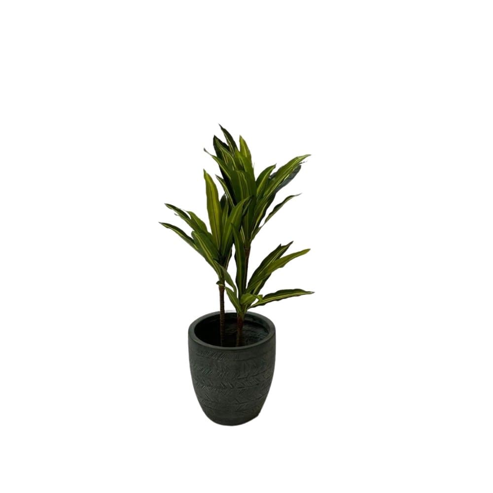 Duftdracaena Plante 100 cm - Kunstig plante - Hofstra & Wagner