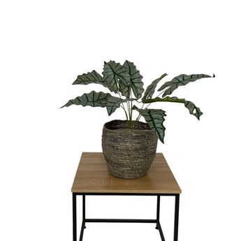 Elefant øre Plante 73 cm - Kunstig plante - Hofstra & Wagner