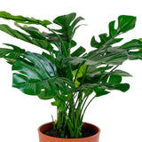 Monstera Kunstig plante - 45 cm - Hofstra & Wagner