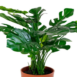 Monstera Kunstig plante - 45 cm - Hofstra & Wagner