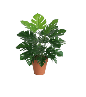 Monstera Kunstig plante - 45 cm - Hofstra & Wagner