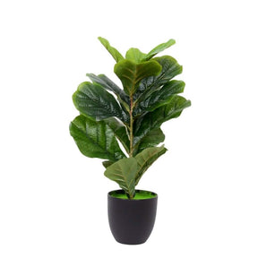 Violin figen plante 50 cm - Kunstig plante - Hofstra & Wagner