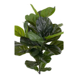 Violinfigen Kunstig plante - 100 cm - Hofstra & Wagner