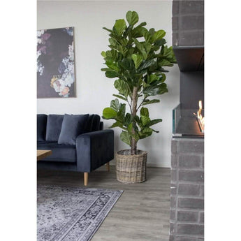 Violinfigen Kunstig plante - 190 cm - Hofstra & Wagner
